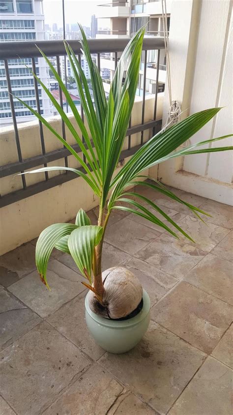 椰子樹 盆栽 脖子長痣代表什麼
